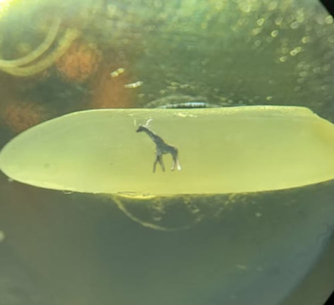Giraffe on a grain of rice. Micro miniature.